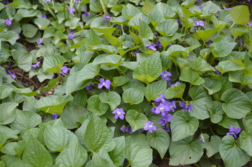 Bunch of violets(Viola sylvatica), wildflowers, springtime