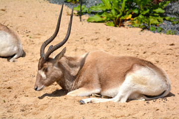 addax zoo vincennes