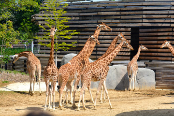 Fototapeta premium girafes zoo de vincennes