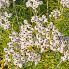 Perlkörbchen - Anaphalis