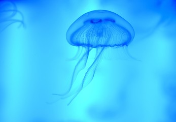 Jellyfish. © StockPhotoAstur