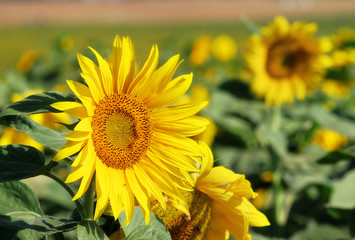Fototapeta premium Sunflowers on the field.