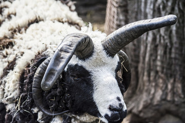 ram