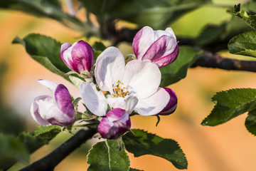 Fototapeta na wymiar flowering of apple-tree a spring