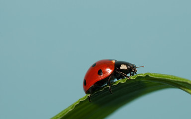 Coccinella