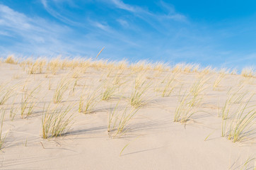 dune grass