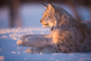 Lynx rests in the sunset