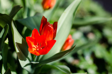 rote Tulpen