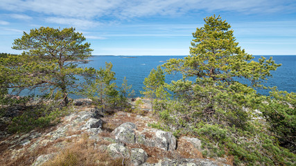Shoreline thru some pine trees