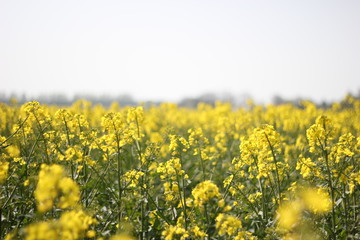 Rapeseed horizon panoramic image