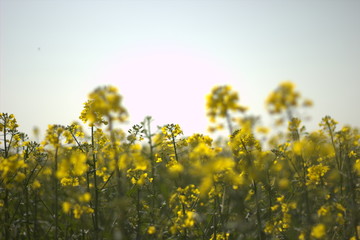 Rapeseed horizon panoramic image