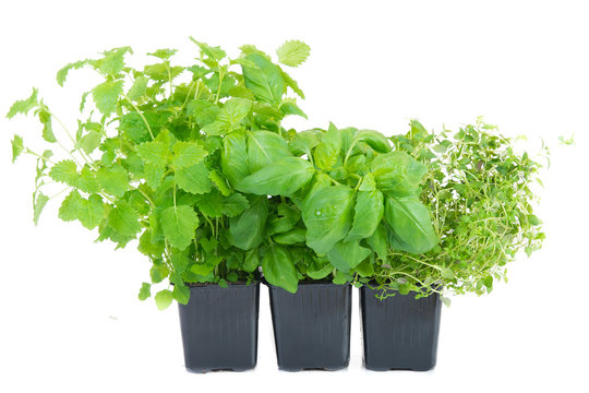 melissa, thyme and basil in a pot