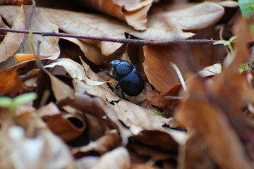 Dung beetle on brown leaves in a forest near Greifswald, Mecklenburg-Vorpommern, Germany