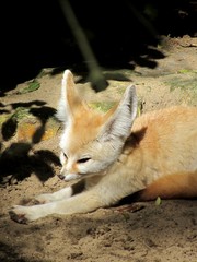 fennec