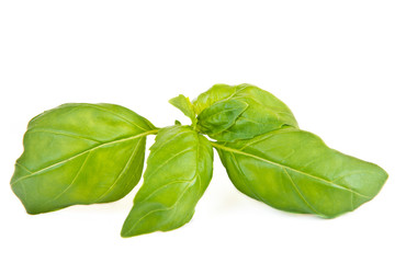 green leaf of basil