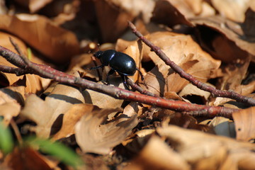Dung beetle on brown leaves in a forest near Greifswald, Mecklenburg-Vorpommern, Germany