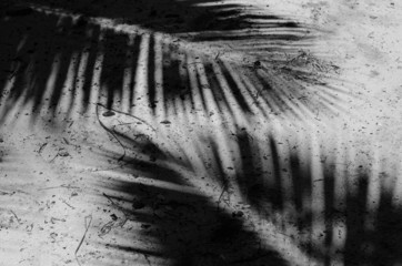 Schatten von Palmen auf Sand