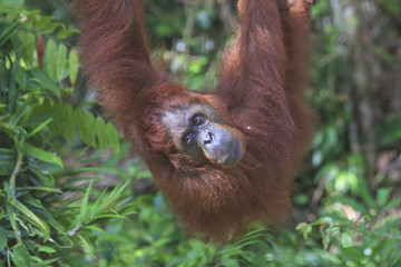 Fototapeta premium Orangutan