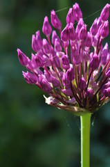 Allium aflatuense - Zierlauch