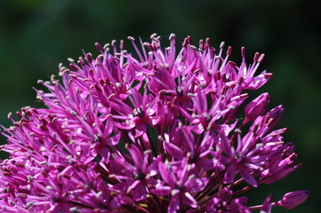 Zierlauch - Allium aflatuense
