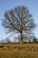 Eiche am Oestlingstalweg in Alverdissen