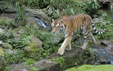 Obraz premium Siberian tiger