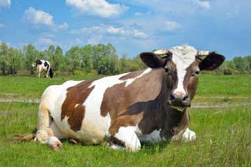 Fototapeta na wymiar Krowy na pastwisku wiosny, regionu Kijowie