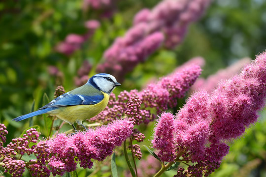Fr&uuml;hling 293