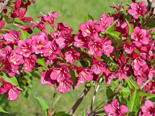 Weigelie - Weigela