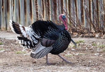 Strutting Turkey