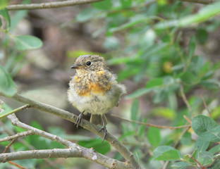 Erithacus rubecula