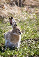 Jackrabbit