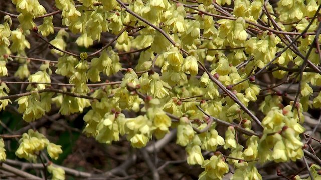 Spring yellow flowers of Spike Winter hazel