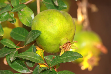 Single Pomegranate on tree with green leaves