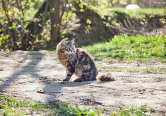 beautiful brown cat in the woods