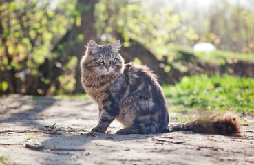 beautiful brown cat in the woods