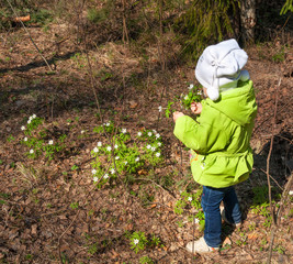 little kid girl collecting spring flowers rear view