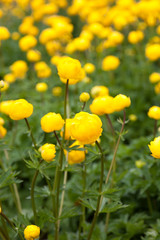 Fototapeta premium Trollblume