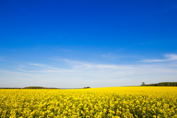 Obraz premium Rapsfeld im Sommer