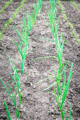 young onions in the garden