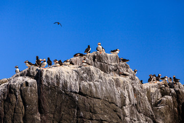 Farne Islands Bird Colony