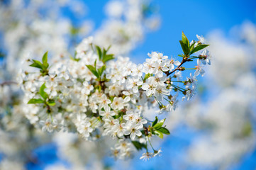 Blooming cherry tree branch