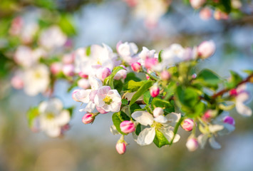 Naklejka na ściany i meble Apple tree spring blossom