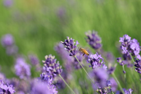 ラベンダーと蜜蜂