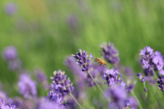 ラベンダーと蜜蜂