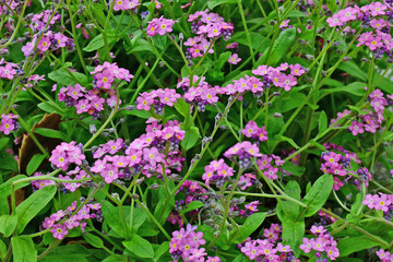 Obraz premium Forget-me-not flowers