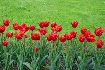 Red tulips