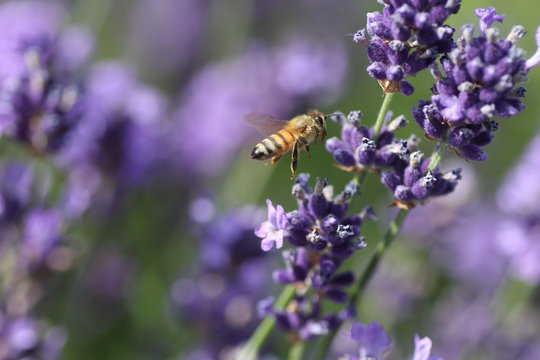 ラベンダーと蜜蜂