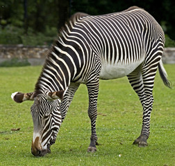 Fototapeta na wymiar Grevy`s zebra