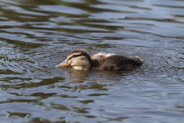 Little duckling swims on the surface of water